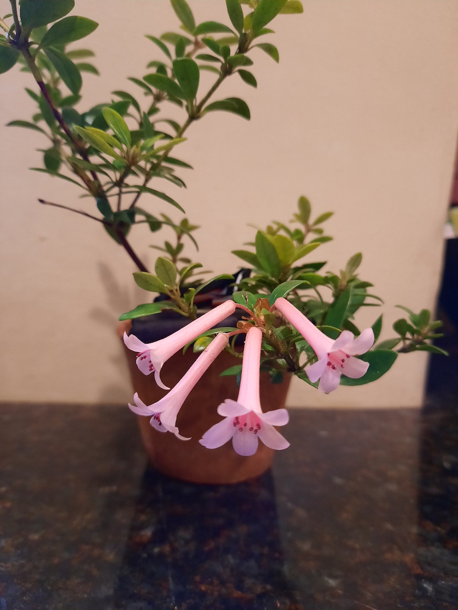 'CraigFaragher Vireya